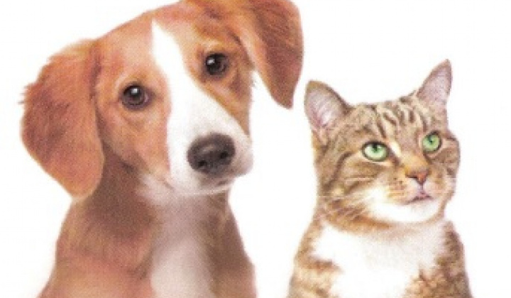 Fotka - Veterinárna ambulancia