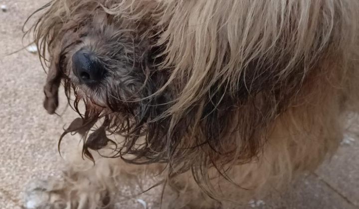 Fotka - Našiel sa biely psík s obojkom 