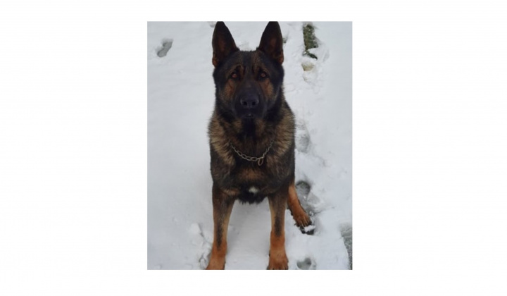 Fotka - Hľadá sa psík