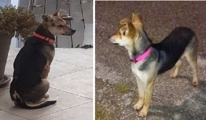 Fotka - Našla sa sučka! 