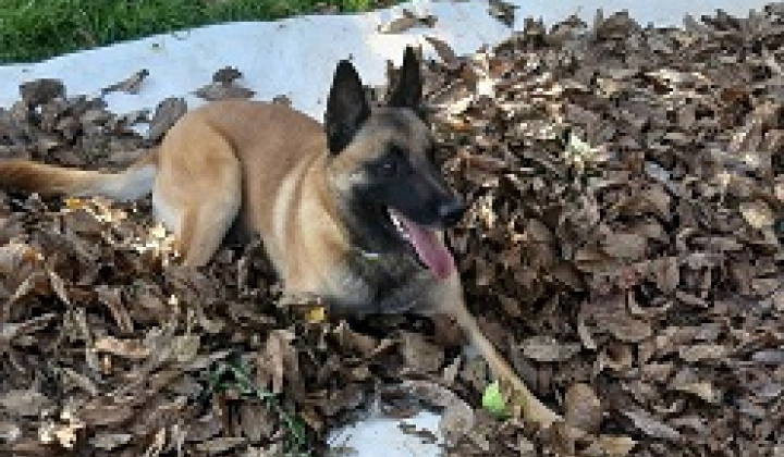 Fotka - Hľadá sa psík