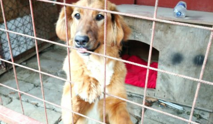 Fotka -  Našiel sa psík