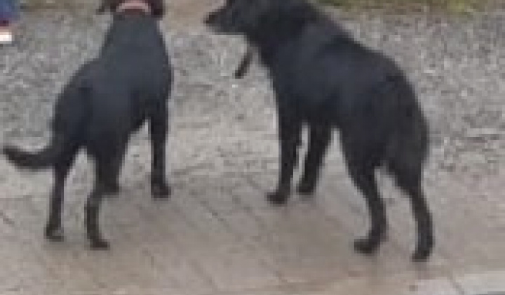 Fotka - Pohybujúce sa psy v obci Obišovce.