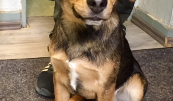 Fotka - Našiel sa psík