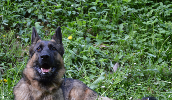 Fotka - Stratený vlčiak Hery