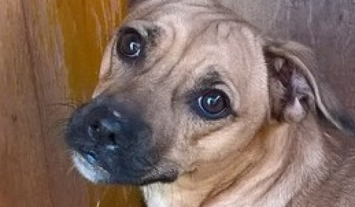 Fotka - Stratený pri vápenke